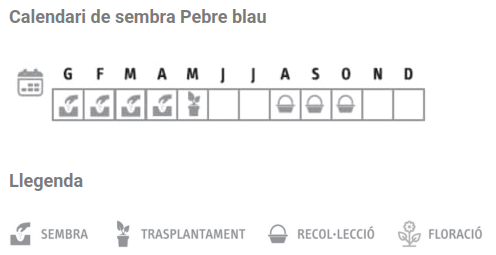 Llavors varietats locals - Pebre blau