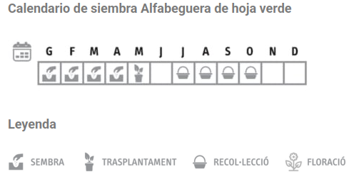 Llavors varietats locals - Alfabeguera de fulla verda