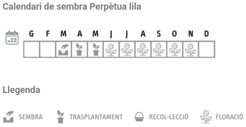 Llavors varietats locals - Perpètua lila