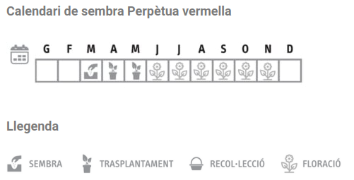 Llavors varietats locals - Perpètua vermella