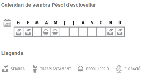 Llavors varietats locals - Pèsol d'esclovellar