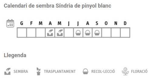 Llavors varietats locals - Síndria de pinyol blanc