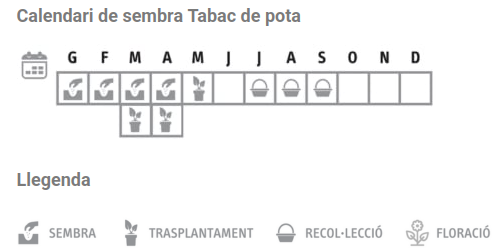 Llavors varietats locals - Tabac de pota