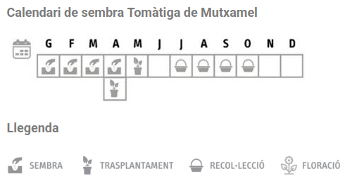 Llavors varietats locals - Tomàtiga de Mutxamel