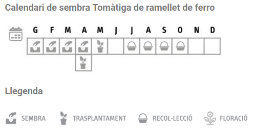 Llavors varietats locals - Tomàtiga de ramellet de ferro