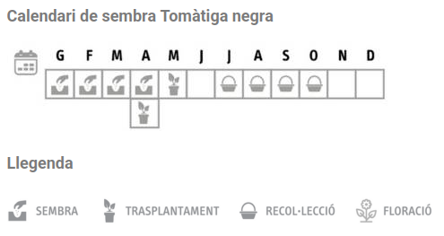 Llavors varietats locals - Tomàtiga negra