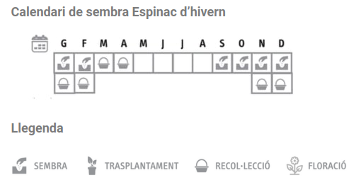 Llavors varietats locals - Espinac d'hivern