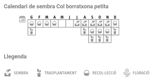 Llavors varietats locals - Col borratxona petita o de 7 setmanes