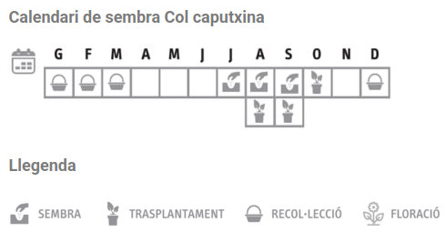 Llavors varietats locals - Col caputxina