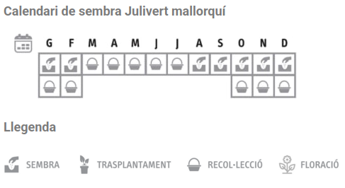 Llavors varietats locals - Julivert mallorquí