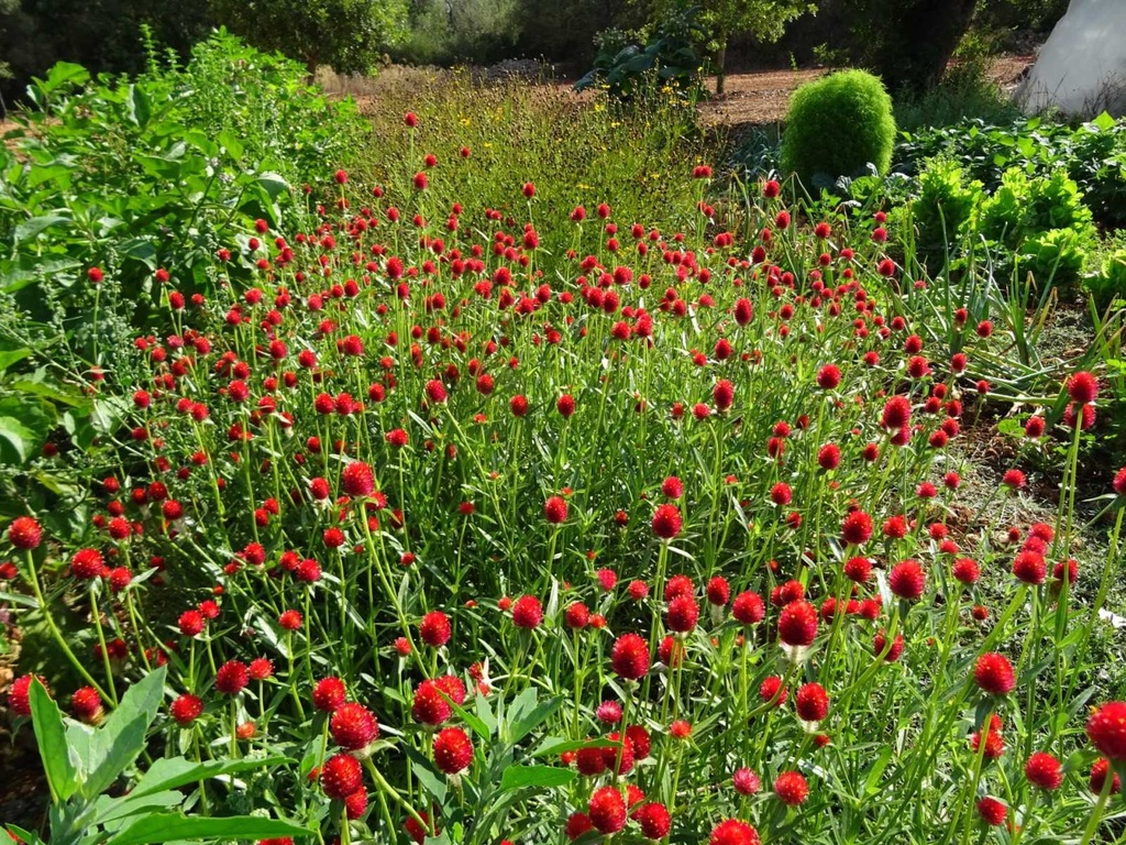 Llavors varietats locals - Perpètua vermella